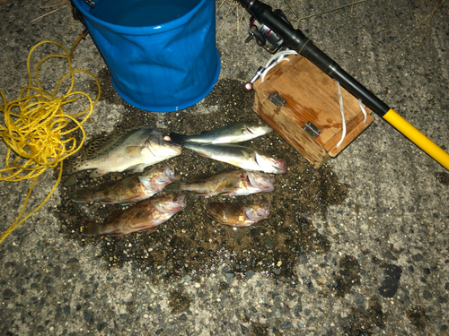 コショウダイの釣果