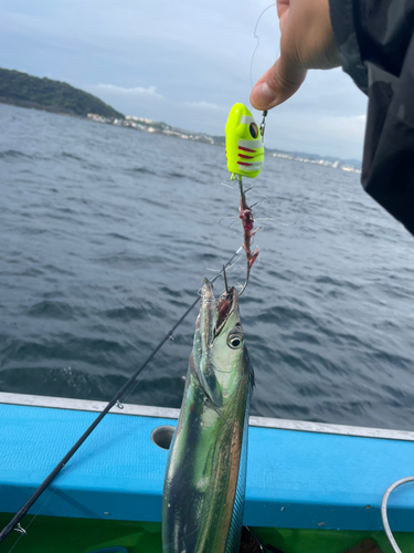 タチウオの釣果