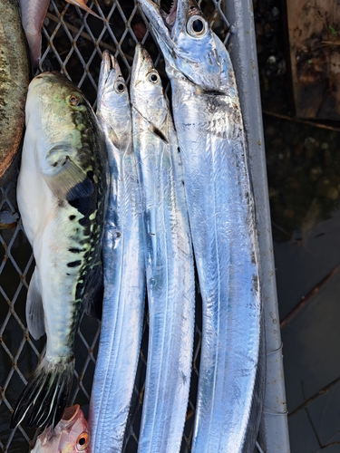 シロアマダイの釣果