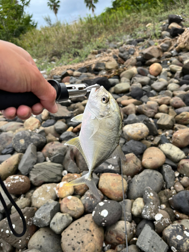 メッキの釣果