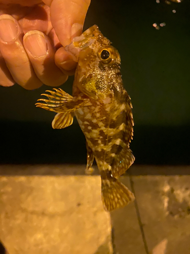 カサゴの釣果