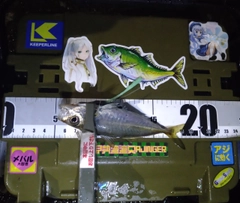 マアジの釣果