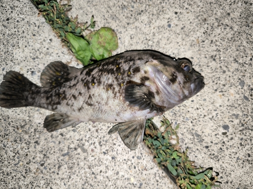 オウゴンムラソイの釣果