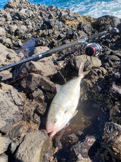 ショゴの釣果