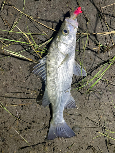 フッコ（ヒラスズキ）の釣果