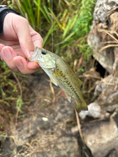 ラージマウスバスの釣果