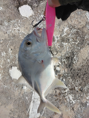 メッキの釣果