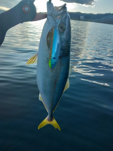 イナダの釣果