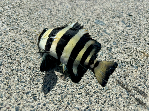 イシダイの釣果