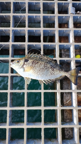 アイゴの釣果