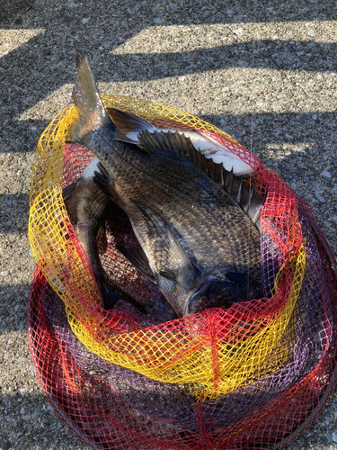 クロダイの釣果