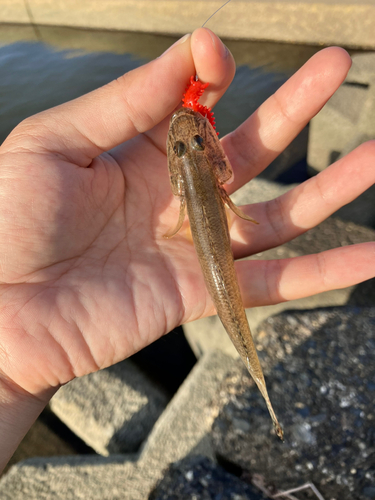 ハゼの釣果