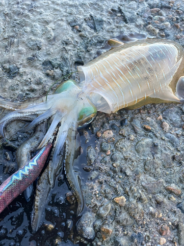 アオリイカの釣果