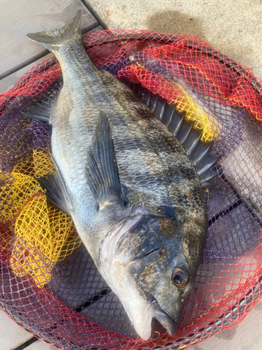 クロダイの釣果