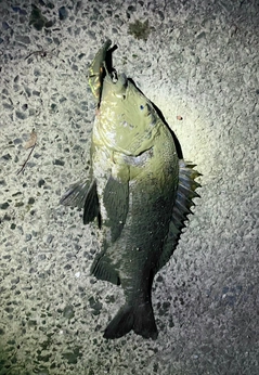 クロダイの釣果