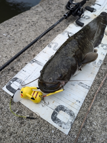 ナマズの釣果