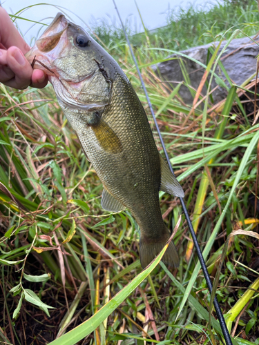 ラージマウスバスの釣果