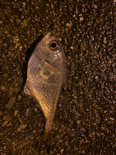 ハタンポの釣果