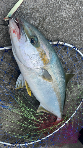 ヒラマサの釣果