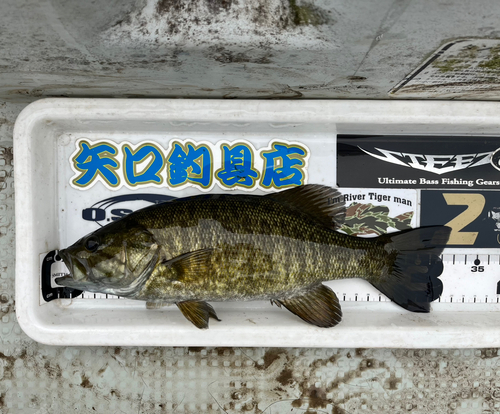 スモールマウスバスの釣果