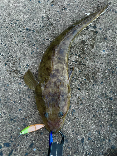 マゴチの釣果