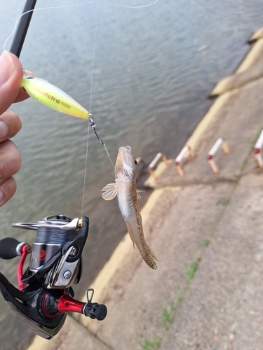 ハゼの釣果