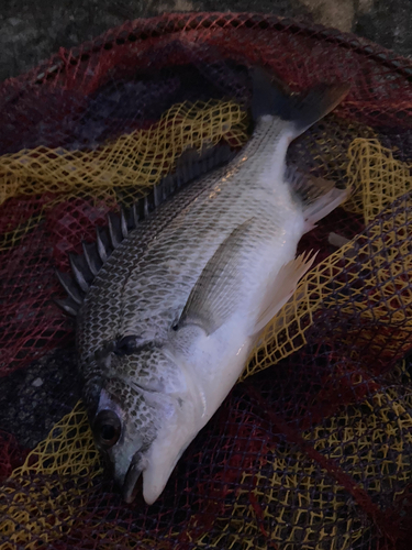 キビレの釣果