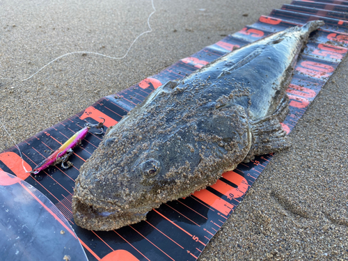 マゴチの釣果