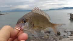 チャリコの釣果