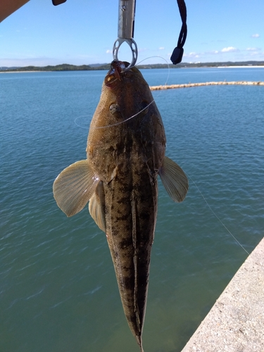 マゴチの釣果