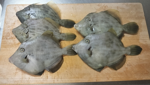 カワハギの釣果