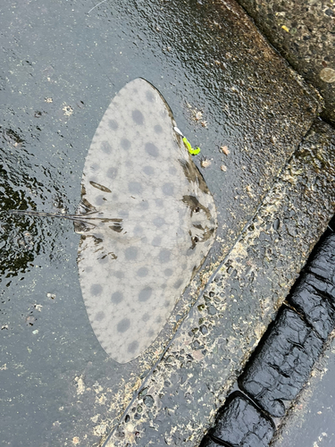 エイの釣果