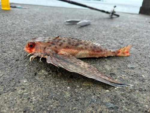 セミホウボウの釣果