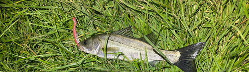 セイゴ（マルスズキ）の釣果