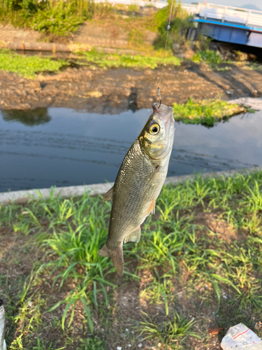 ワタカの釣果