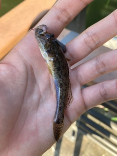 マハゼの釣果