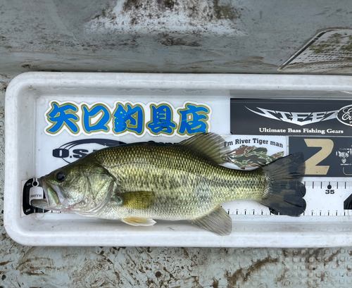 ブラックバスの釣果