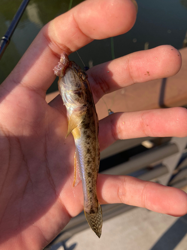 マハゼの釣果