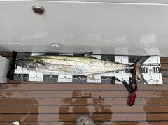 サワラの釣果