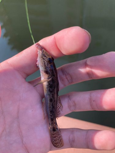 マハゼの釣果