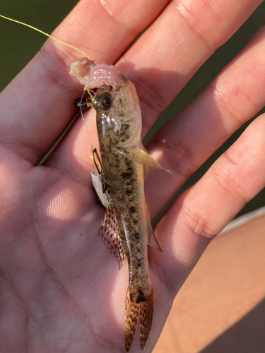 マハゼの釣果