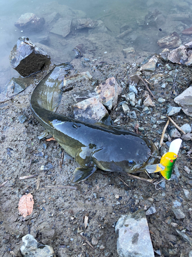 ナマズの釣果