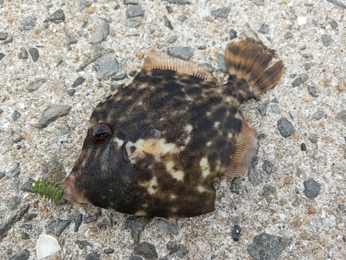 カワハギの釣果