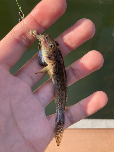 マハゼの釣果