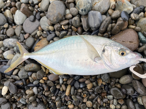 シマアジの釣果