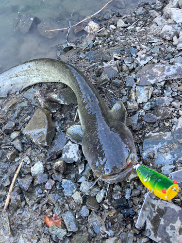 ナマズの釣果