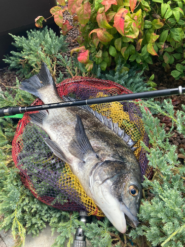 クロダイの釣果