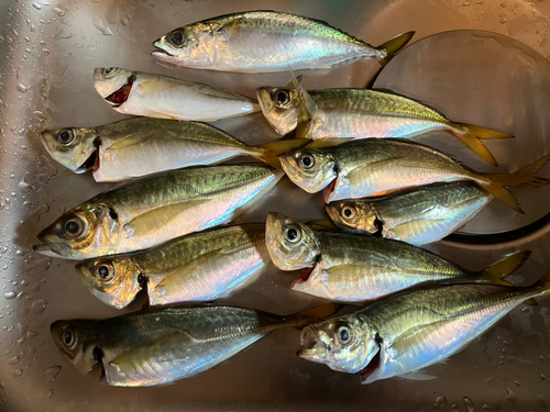 マアジの釣果