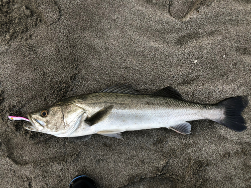 マルスズキの釣果