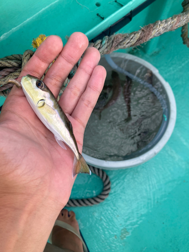 シロサバフグの釣果